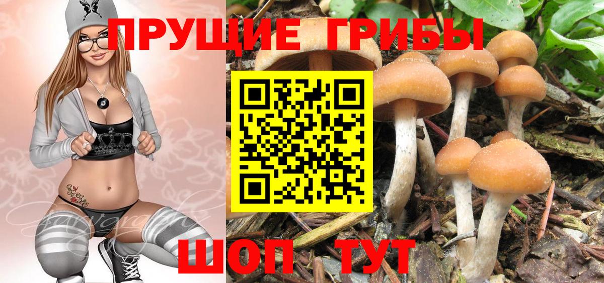 Галлюциногенные грибы Psilocybine cubensis Фролово